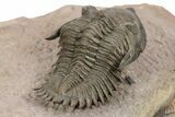 Metacanthina Trilobite - Top Quality Preparation #243928-4